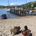 Harbour view with ducks, boats and scenic mountains – perfect for a relaxing getaway at Hawkshead Suites. Quaint harbour with boats, ducks, scenic mountains, and peaceful surroundings—ideal for a tranquil holiday at Hawkshead Suites.